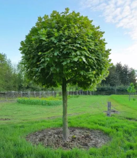 Platanus acerifolia 'Alpen's Globe'
